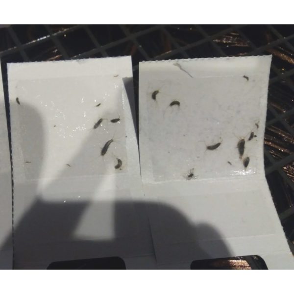 Lim/insektfeller 300 stk. mot kakerlakker, sølvkre og skjeggkre-1098