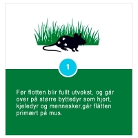 Flåttkontroll